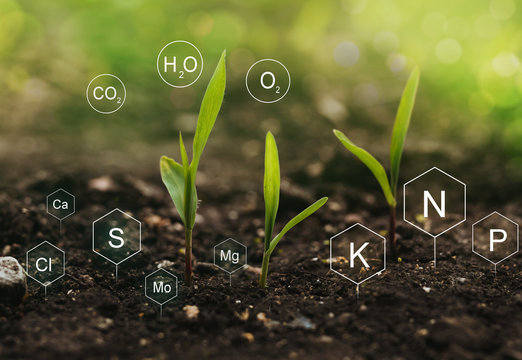 PM 22082 Plant Nutrition and Fertilizer Management - 2025/26