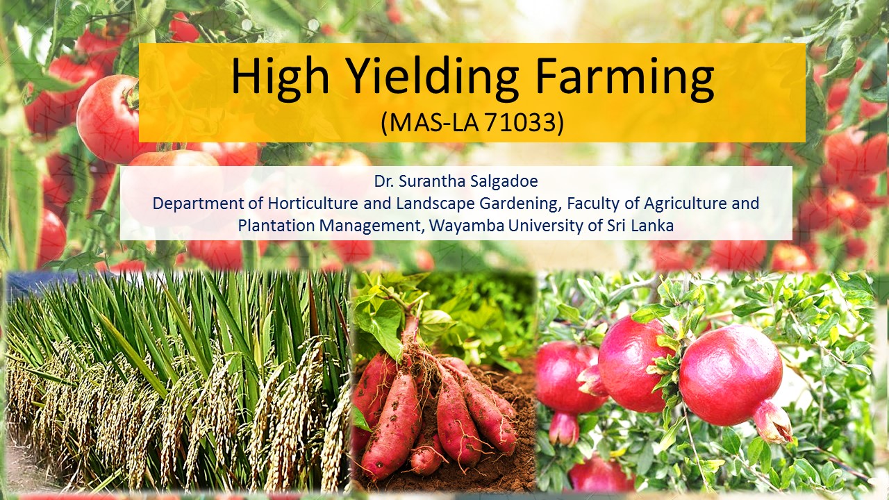 MAS-LA 71033 High Yielding Farming - 2023