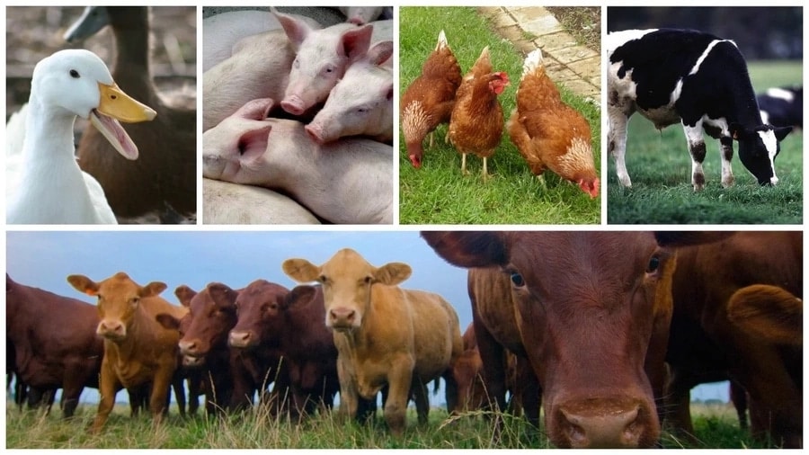 PM 12052 Basic Principles and Practices of Farm Animal Production - 2022/23