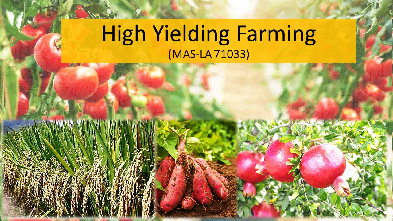 MAS-LA 71033 High Yielding Farming - 2024