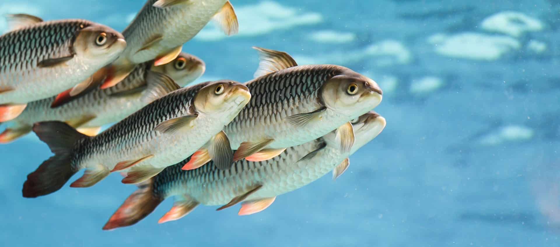 BST 32383 Aquaculture and Fisheries Production and Processing - 2023/24