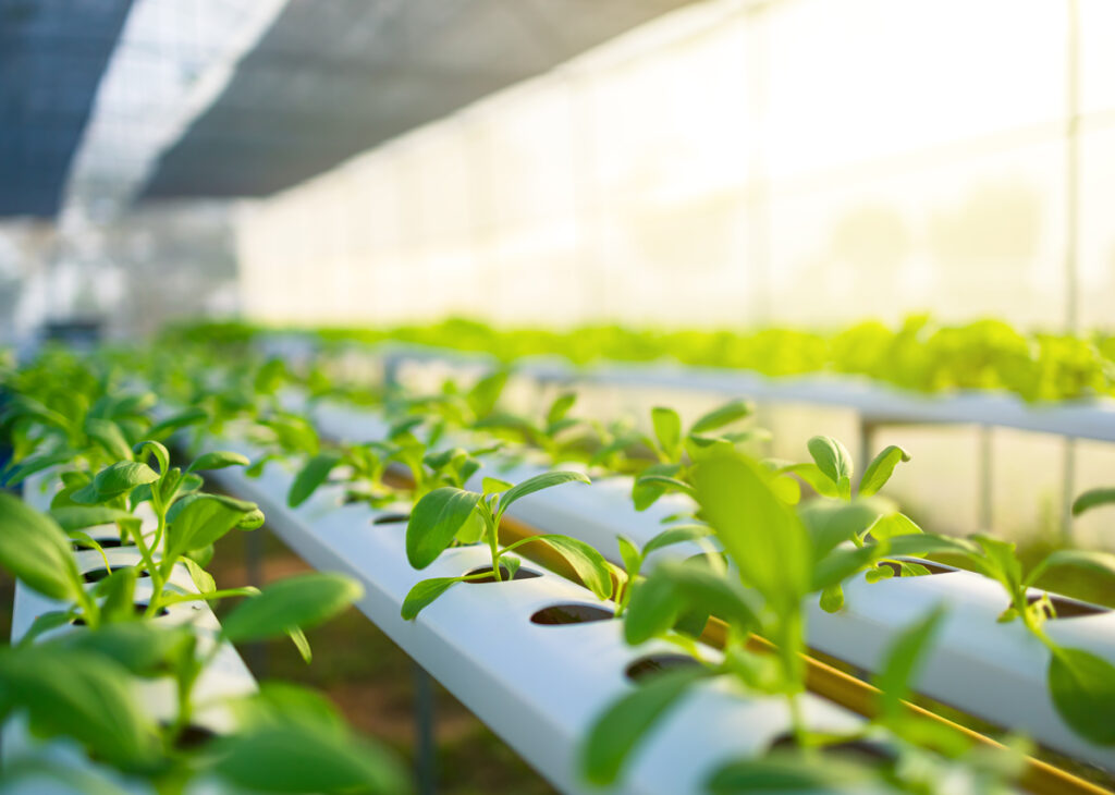 DMAT 11023 Controlled Environment Agriculture - 2025