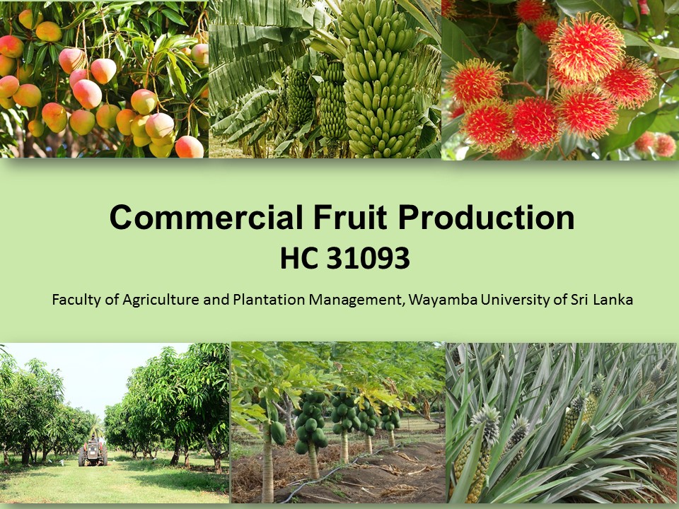 HC 31093 Commercial Fruit Production - 2022