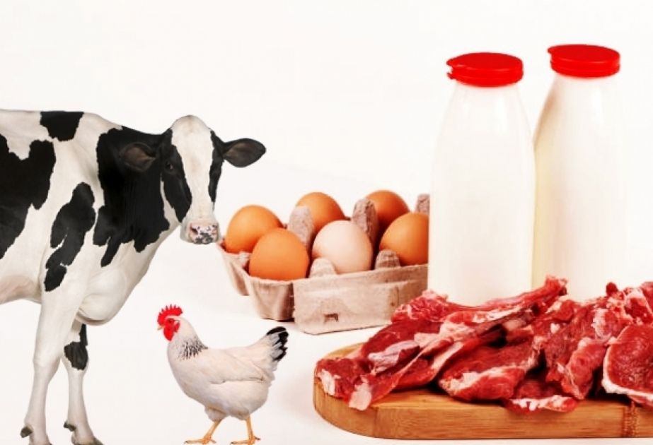 XPM 31362 Livestock Product Development - 2025